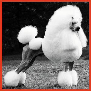 Analog Cake / Udo Kier