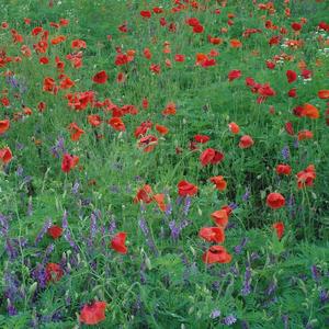 The Offshore Shipwreck