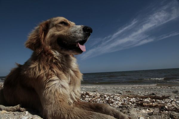 The dog and its Black Sea