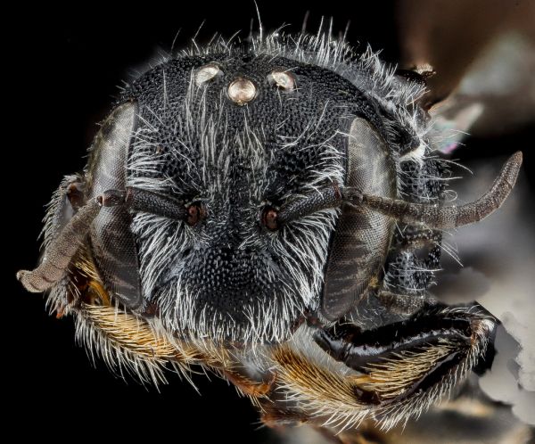 Hoplitus micheneri, female, face, Richmond County, NC_2012-11-08-09.53.12 ZS PMax