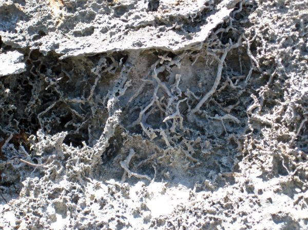 Vegemorphs (rhizocretions) below calcrete paleosol (Green Cay, offshore San Salvador Island, Bahamas) 3