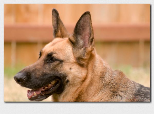 Buffy ~ Project 365/185