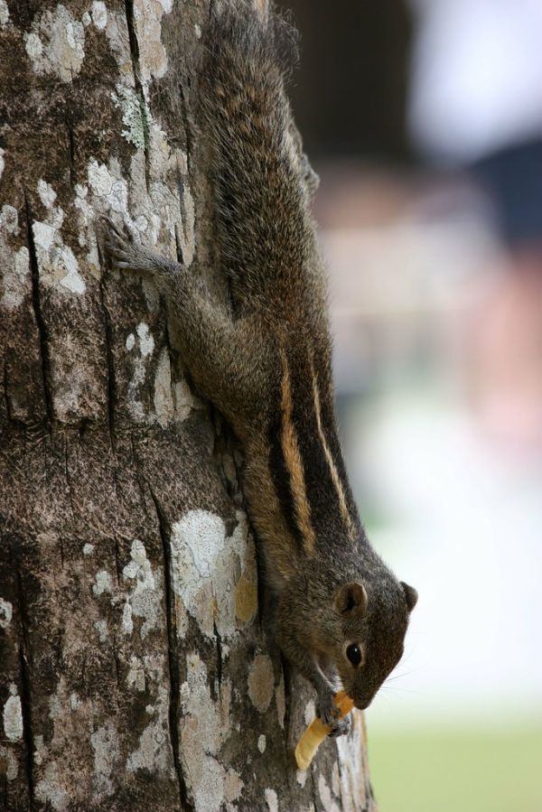 French fries - Pommes