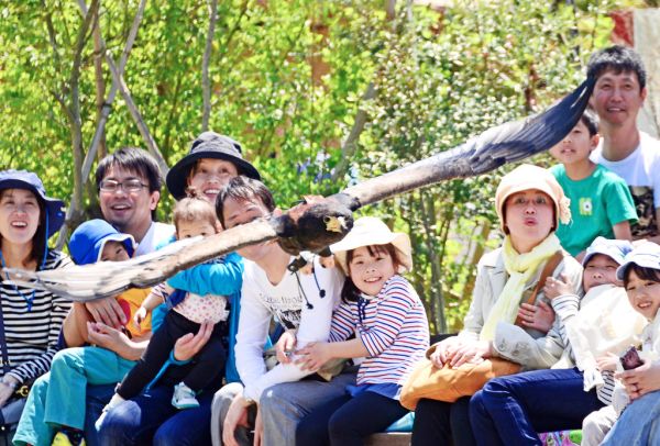 Bateleur, Betty Flying of Bird Show : ダルマワシのベティ