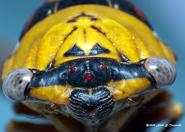 _Silver-Bellied Cicada female face front 5163.JPG.xcf