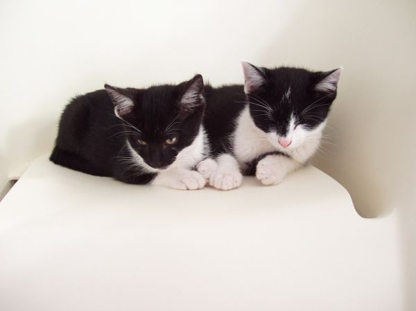 Buffy and Joey taking a nap