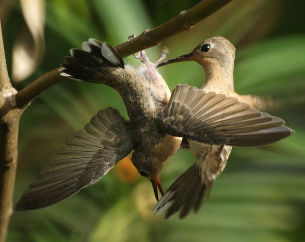 Colibrí Anteado [Buffy Hummingbird] (Leucippus fallax)