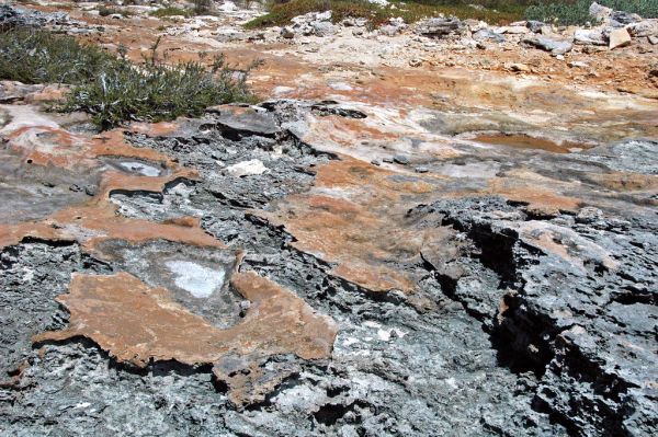 Calcrete paleosol (Green Cay, offshore San Salvador Island, Bahamas) 7