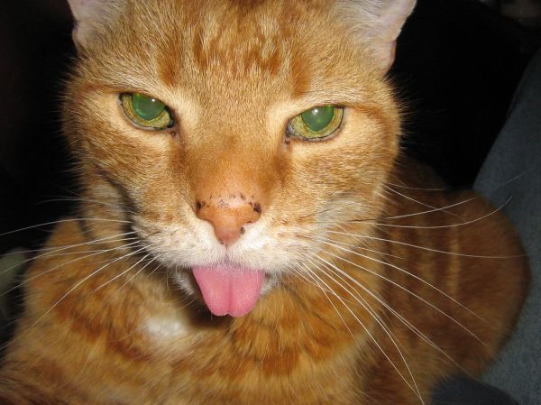 Buffy says bluuuuuuuuuuuuuu