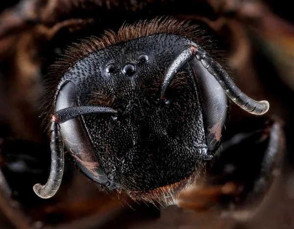 Dieunomia heteropoda, female, face, Anne Arundel County_2012-10-02-11.14.04 ZS PMax