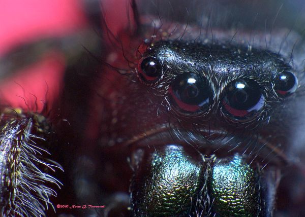 _Bold Jumping spider female face 4784.JPG.xcf