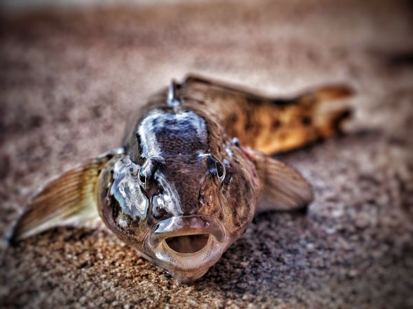 black sea goby / Schwarzmeergrundel