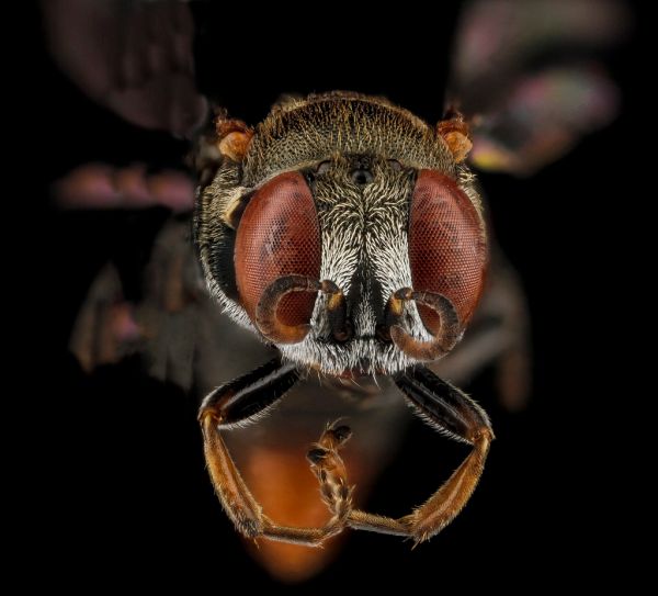 Oxybelus analis, female, face, Guantanamo Bay, Cuba_2012-11-01-17.43.53 ZS PMax