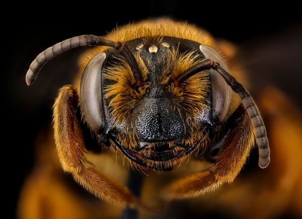 Andrena obscuripennis, female, face, Clarke, GA_2021-06-08-13.50.17 ZS PMax UDR