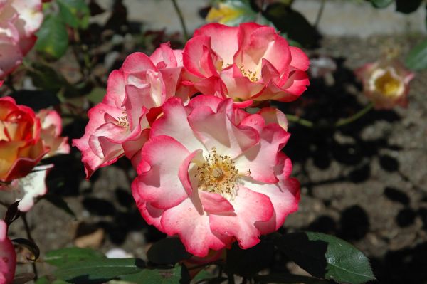 Rose 'Betty Boop'
