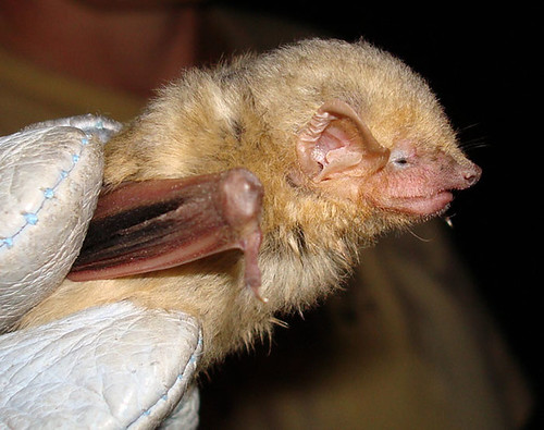 Our featured bat for the day is the Western Yellow Bat! #batweek htt#Savethebats http://1.usa.gov/1QdE8Kb