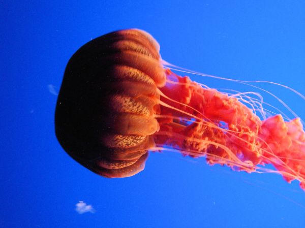 DSC26402, Black Sea Nettle ('Chrysaora Achlyos'), Monterey Bay Aquarium, Monterey, California, USA