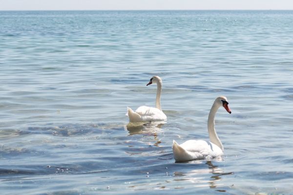 White Swans/Black Sea - Бели Лебеди/Черно Море - Beyaz Kuğu/Karadeniz - Bílá labuť / Černého moře