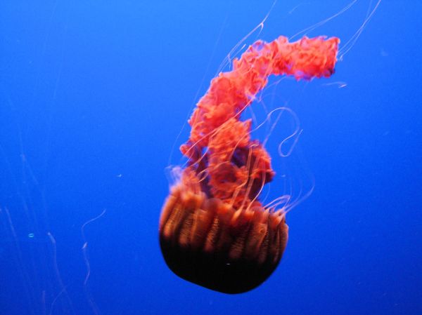 DSC26400, Black Sea Nettle ('Chrysaora Achlyos'), Monterey Bay Aquarium, Monterey, California, USA