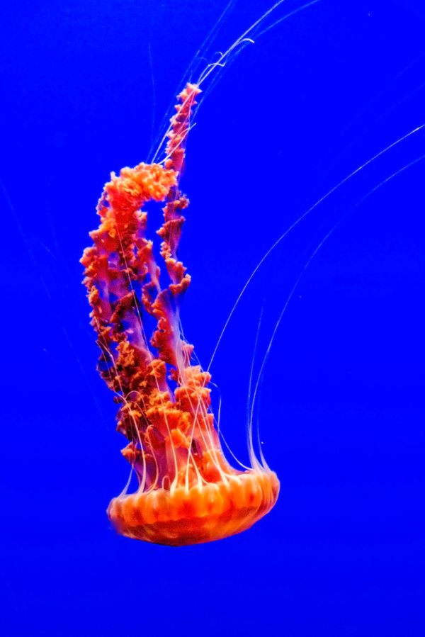 Black Sea Nettle (jelly)