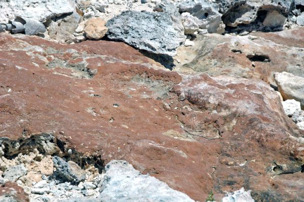 Calcrete paleosol (Green Cay, offshore San Salvador Island, Bahamas) 6