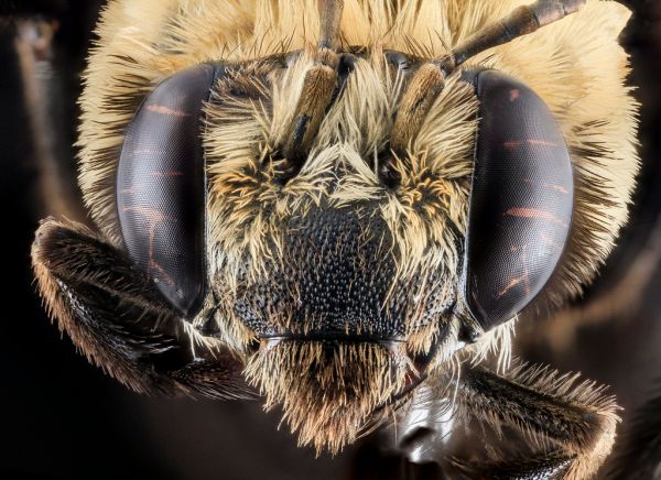Svastra atripes, Female,Face,Brevard County, FL_2013-11-14-10.15.25 ZS PMax
