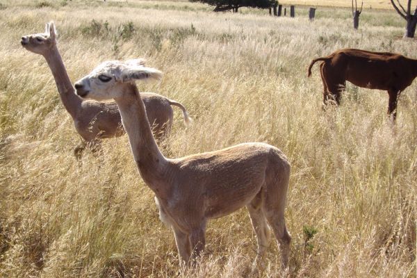 Cocoanut. The old state school site near Melton. Alpacas grazing around the ruins of the old school.