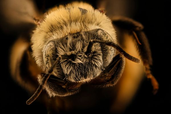 Melissodes comptoides, female, face, Talbot Co, MD_2018-11-15-16.16.18 ZS PMax UDR