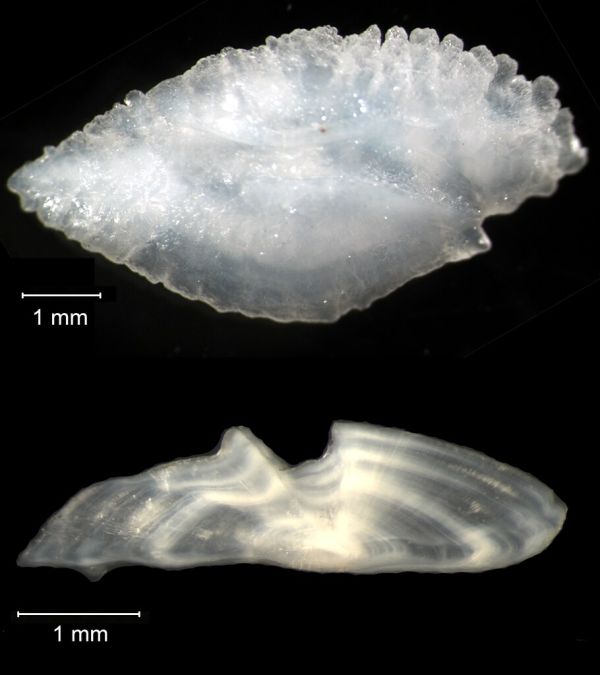 Black Sea Bass Otolith