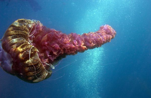 Black Sea Nettle jellyfish (Chrysaora achlyos)