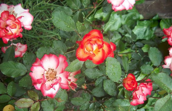 Betty Boop Rose Closeup