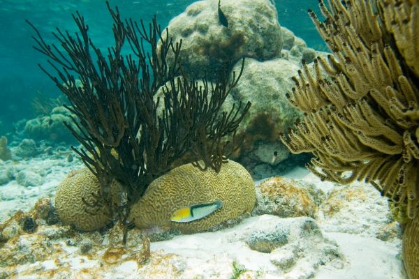 yellowhead wrasse in front of symmetrical brain coral near black sea rod