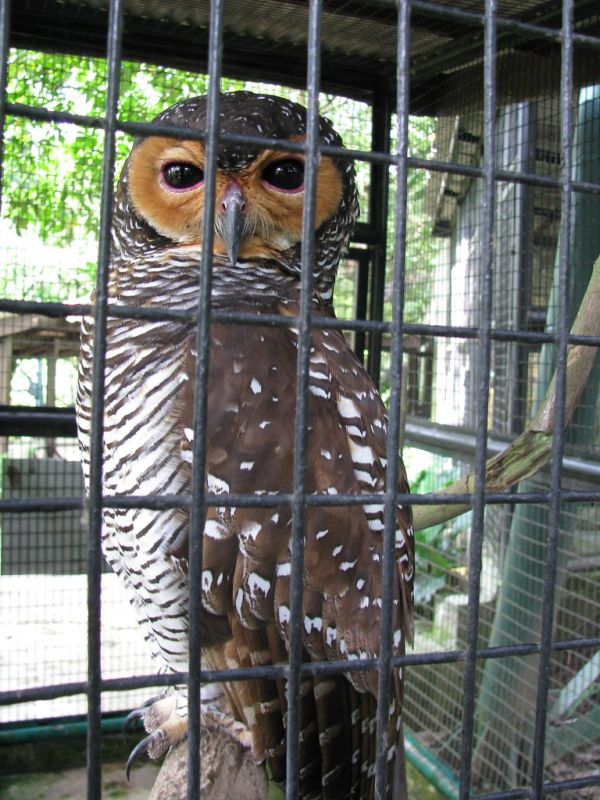 Buffy fish owl