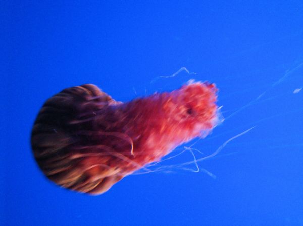 DSC26398, Black Sea Nettle ('Chrysaora Achlyos'), Monterey Bay Aquarium, Monterey, California, USA