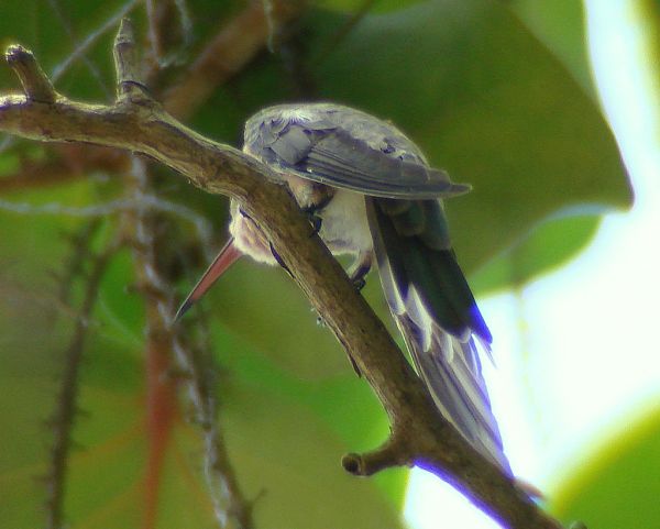 Colibrí Anteado [Buffy Hummingbird] (Leucippus fallax richmondi)