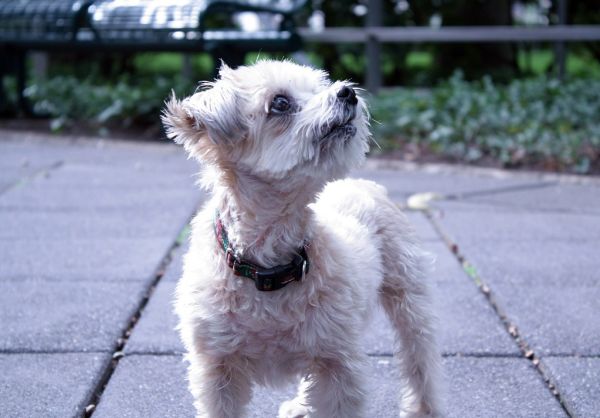 Buffy the Vampire Slayer