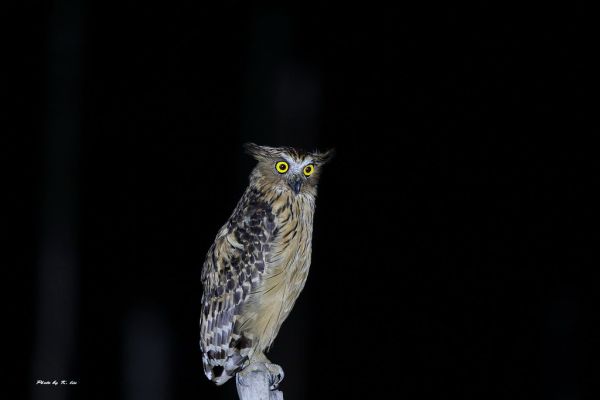 魚鴞 Buffy Fish-Owl