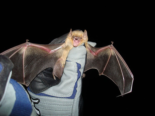 Our featured bat for the day is the Western Yellow Bat! #batweek htt#Savethebats http://1.usa.gov/1QdE8Kb