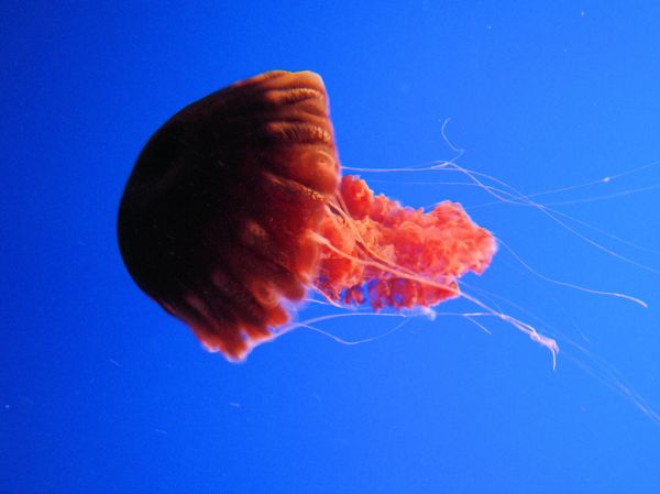 DSC26405, Black Sea Nettle ('Chrysaora Achlyos'), Monterey Bay Aquarium, Monterey, California, USA