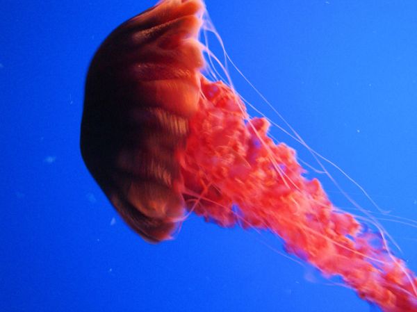 DSC26397, Black Sea Nettle ('Chrysaora Achlyos'), Monterey Bay Aquarium, Monterey, California, USA