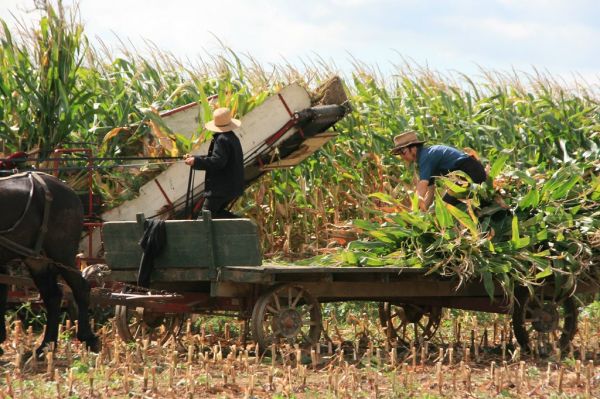 corn cutting in amish country