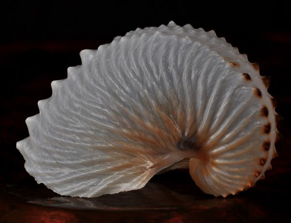 Paper Nautilus