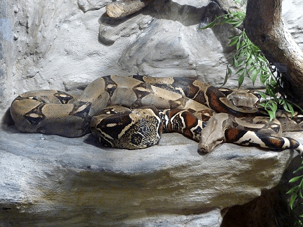 Boa constrictor, Vaňkovka, Brno (2)
