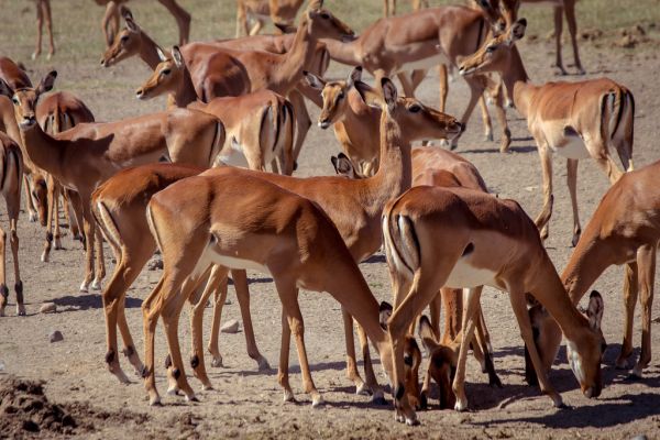 Impala, Ol Pejeta Conservancy, Kenya