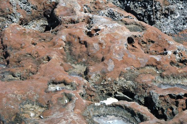 Calcrete paleosol (Green Cay, offshore San Salvador Island, Bahamas) 10