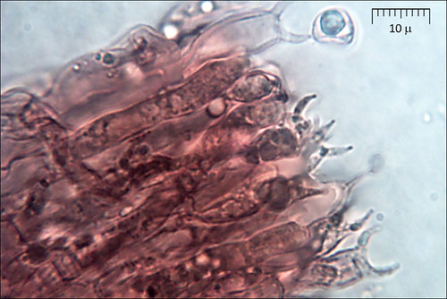 Clavulina-cinerea_3M