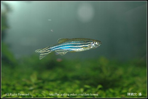 母斑馬魚 Female Zebrafish-01_Worth US$200 dollars