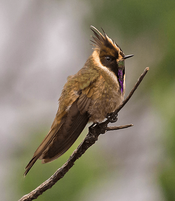 Oxypogon stuebelii - Buffy Helmetcrest - Colibrí Chivito del Ruiz
