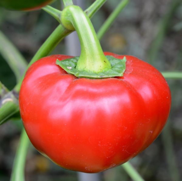 Steve's Garden 2013 10