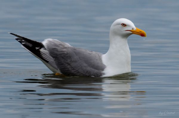 Seagull in Black Sea